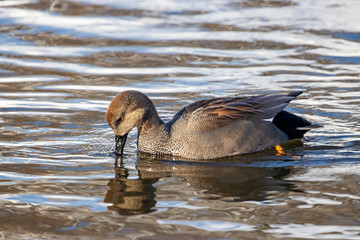 The gadwall (Mareca strepera) is a common and widespread dabbling duck in the family Anatidae.