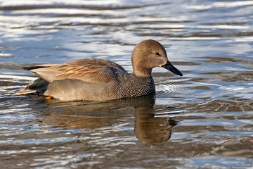 The gadwall (Mareca strepera) is a common and widespread dabbling duck in the family Anatidae.