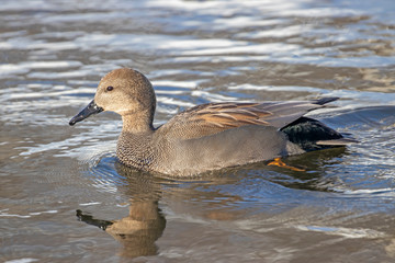 The gadwall (Mareca strepera) is a common and widespread dabbling duck in the family Anatidae.