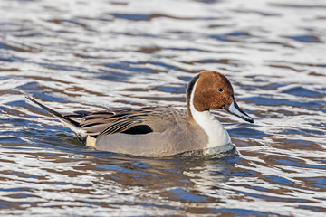 The pintail or northern pintail (Anas acuta). 
