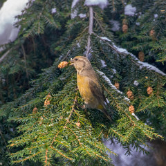 The red crossbill (Loxia curvirostra) is a small passerine bird in the finch family Fringillidae. 