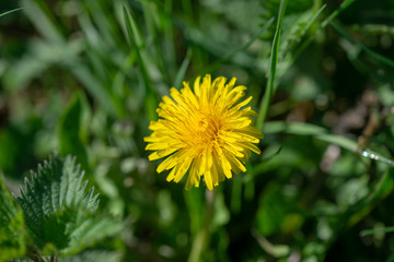 Fleur de pissenlit jaune au printemps