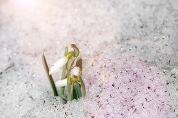 First snowdrops in the forest.