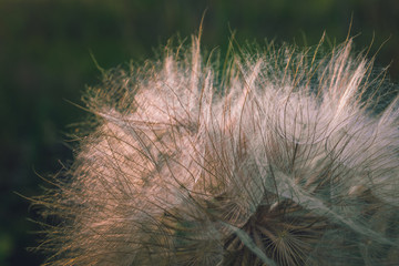Wild flowers