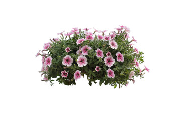 flowers bush of Pink Petunia isolated on white background 
