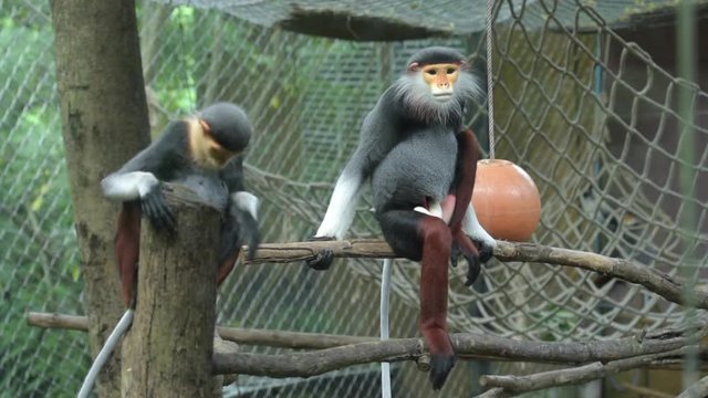 Lemurs five colors or Red-shanked douc in a cage. Scientific name Pygathrix nemaeus.