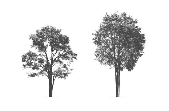 trees silhouette. high contrast style : vector 