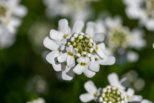 Gros plan sur la corbeille d’argent ou thlaspi (Iberis) forme de petites fleurs blanches à quatre pétales