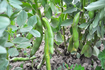 On the stem of the bean  (Vicia faba) ripen pods