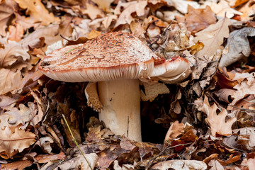 Amanita rubescens, mushroom with a brown hat with white dots grows among the leaves of the oaks an autumn day.