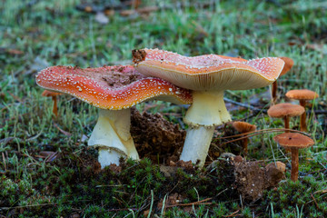 Two amanitas muscarias growing on the ground between the moss.