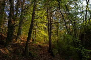 Vue de la forêt dans un bain de soleil au début du printemps