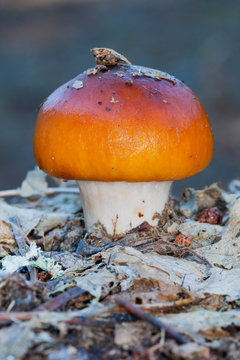 Young cortinarius S.P. Growing in the forest floor among the dead leaves.