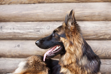 German Shepherd portrait with open mouth and protruding tongue