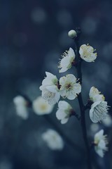 white flowers of plum tree