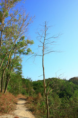 21 Dec 2008 , High Junk Peak Country Trail at sai kung