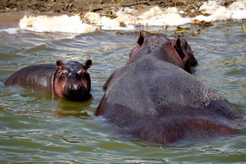 Fototapeta premium A huge hippopotamus and its cub in the Kazing chanel waters