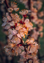 Crerry tree blooming