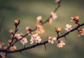 Crerry tree blooming
