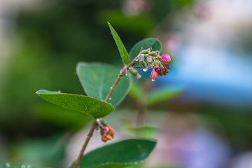 Nice spring leaves after rain with water drops weather nature awakening