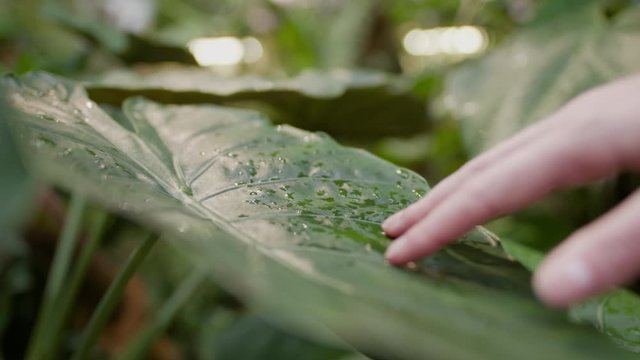 Close up of a Caucasian young girl stroking her fingers along a tropical green leaf that has fresh water drops on the surface. The sun is shining in the jungle behind. Calm meditation.