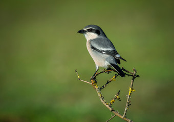 southern gray shrike on its branch watching