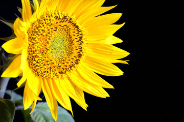 Sunflower flowers macro close up with pollen over black background as symbol or concept for production of vegetable oil with copy space