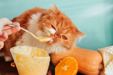  Fluffy ginger kitten licks the melted ice cream from a spoon. A human hand feeds a kitten with pumpkin ice cream.