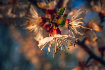 Crerry tree blooming