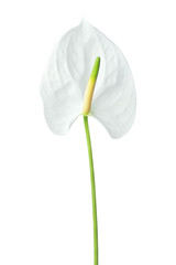 Single beautiful anthurium flower.