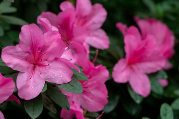 Dew on flowers after rain.