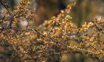 Crerry tree blooming