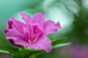 Naklejka premium Azaleas tropical flower.