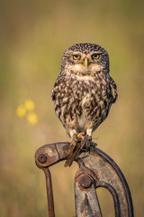 small owl perched on a pump to draw water
