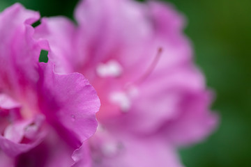Fototapeta premium Azaleas tropical flower.