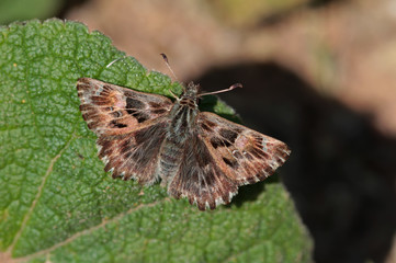 Marshmallow Hoppy Butterfly (Carcharodus alceae)