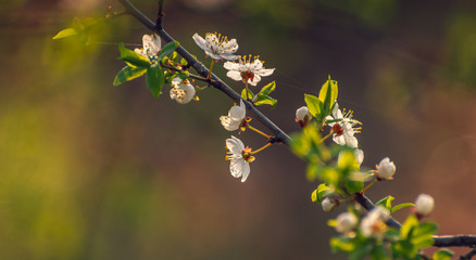 Crerry tree blooming