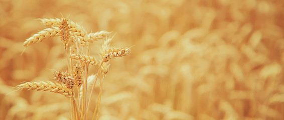 Wheat field on a sunny day. Selective focus.