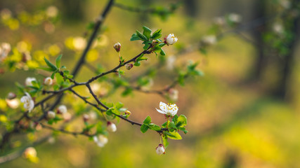 Wild flowers