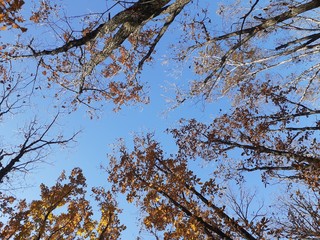 tree in autumn