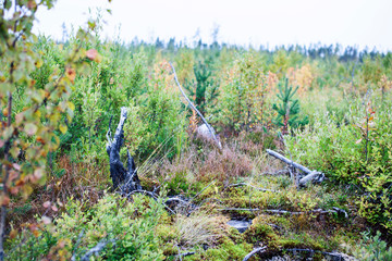 wild autumn forrest, roots of trees in mess background, dark world