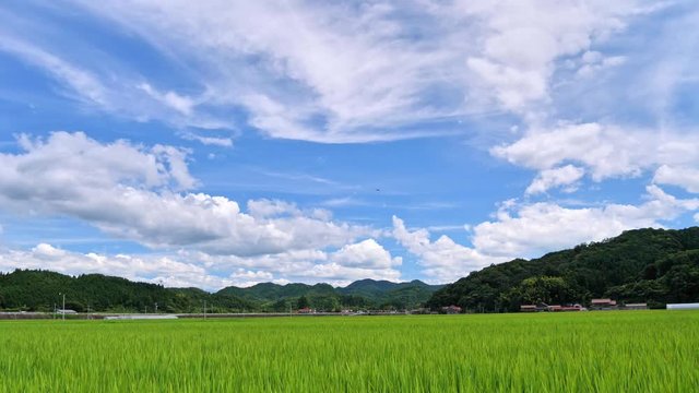 真夏の風景 青空と山並みと水田