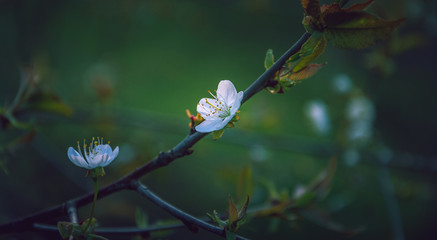 Crerry tree blooming