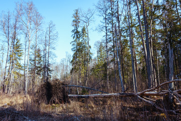 After the storm, a tree fell in the forest, the animals cut off all the bark on the trunk and branches. Partial focus and sharpness.