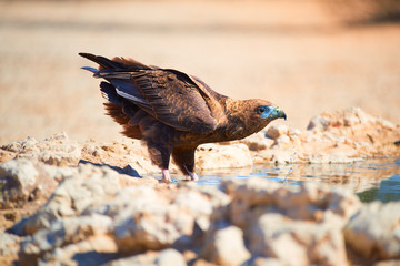 Bateleur, Terathopius ecaudatus,  eagle on the rocky ground, drinking at waterhole against sunny, dry desert in background. African wildlife experience during camping in Kgalagadi park, Botswana.