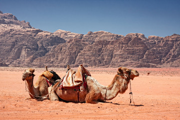 Some Bedouin camels in the panorama of rocky mountains and red sand in the Jordanian desert of Wadi Rum.