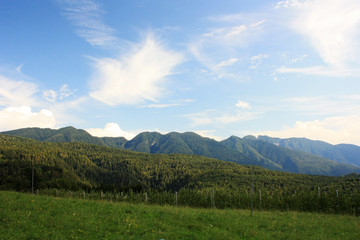 Fototapeta premium Gardens of apple trees on the slopes of the mountains