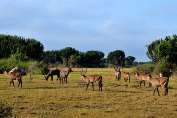 Naklejka na ściany i meble A group of bushback antelopes in Queen Elizabeth national park