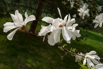 blooming magnolia spring sunny day