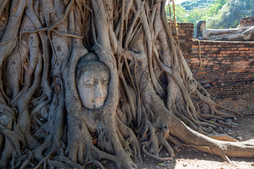 statue of buddha in ayutthaya thailand